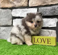Mario, a male Pomeranian for sale in Millersburg, OH – 5 of 8