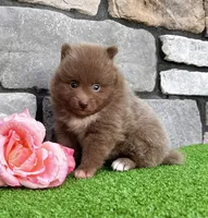 Teddy Lavender, a male Pomeranian for sale in Millersburg, OH – 3 of 6