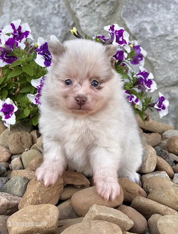 Sugar Lavender Merle – Pomeranian puppy for sale in Millersburg, OH