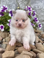Sugar Lavender Merle, a female Pomeranian for sale in Millersburg, OH – 1 of 5