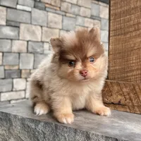 Skyler, a male Pomeranian for sale in Millersburg, OH – Photo 3 of 8