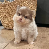 Skyler, a male Pomeranian for sale in Millersburg, OH – Photo 5 of 8