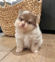 Skyler, a male Pomeranian for sale in Millersburg, OH – Photo 5 of 8