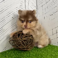 Skyler, a male Pomeranian for sale in Millersburg, OH – Photo 4 of 8