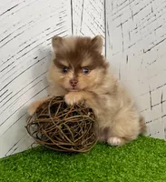 Skyler, a male Pomeranian for sale in Millersburg, OH – Photo 4 of 8