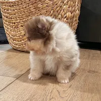 Skyler, a male Pomeranian for sale in Millersburg, OH – Photo 2 of 8