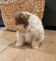 Skyler, a male Pomeranian for sale in Millersburg, OH – Photo 2 of 8