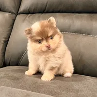 Skyler, a male Pomeranian for sale in Millersburg, OH – Photo 8 of 8