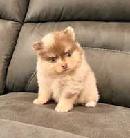 Skyler, a male Pomeranian for sale in Millersburg, OH – Photo 8 of 8