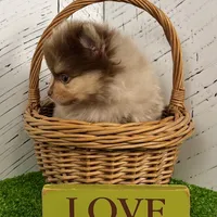 Skyler, a male Pomeranian for sale in Millersburg, OH – Photo 7 of 8