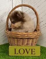 Skyler, a male Pomeranian for sale in Millersburg, OH – Photo 7 of 8