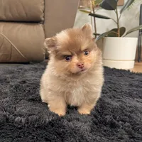 Skyler, a male Pomeranian for sale in Millersburg, OH – Photo 6 of 8