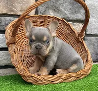Turbo, a male French Bulldog for sale in Millersburg, OH – 2 of 5