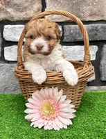 Lexy, a female Havanese for sale in Millersburg, OH – 2 of 7