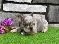 Holly, a female French Bulldog for sale in Millersburg, OH – 3 of 3