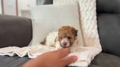 Lexy, a female Havanese for sale in Millersburg, OH – 3 of 7