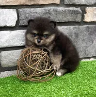 Mickey, a male Pomeranian for sale in Millersburg, OH – 4 of 9