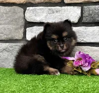 Minnie, a female Pomeranian for sale in Millersburg, OH – 4 of 7
