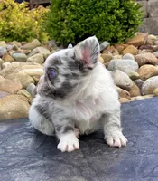 Hulk, a male French Bulldog for sale in Millersburg, OH – 3 of 6