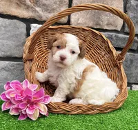 Lucy, a female Havanese for sale in Millersburg, OH – 2 of 6