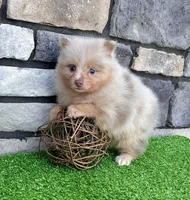 Fluffy (Lavender Merle), a male Pomeranian for sale in Millersburg, OH – 4 of 7