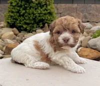 Lexy, a female Havanese for sale in Millersburg, OH – 1 of 7