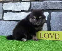 Shadow (Teacup), a male Pomeranian for sale in Millersburg, OH – 8 of 8
