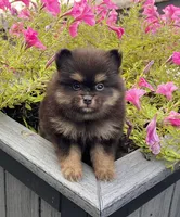 Minnie, a female Pomeranian for sale in Millersburg, OH – 2 of 7