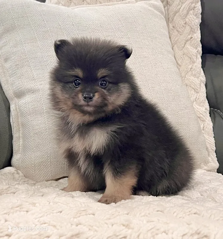 Finn – Pomeranian puppy for sale in Millersburg, OH