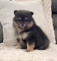 Finn (Black Tan), a male Pomeranian for sale in Millersburg, OH – 1 of 7