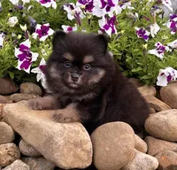 Minnie, a female Pomeranian for sale in Millersburg, OH – 1 of 7