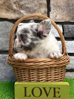 Hulk, a male French Bulldog for sale in Millersburg, OH – 2 of 6