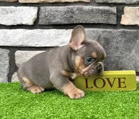 Tubby, a male French Bulldog for sale in Millersburg, OH – 4 of 4