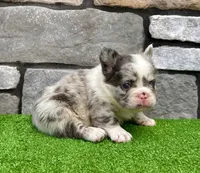 Hulk, a male French Bulldog for sale in Millersburg, OH – 4 of 6