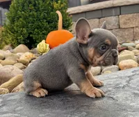 Tubby, a male French Bulldog for sale in Millersburg, OH – 1 of 4