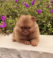Benny, a male Pomeranian for sale in Millersburg, OH – 4 of 6