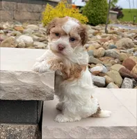 Lassie, a female Havanese for sale in Millersburg, OH – 5 of 5