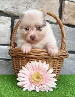 Sugar Lavender Merle, a female Pomeranian for sale in Millersburg, OH – 4 of 5