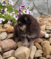 Mickey, a male Pomeranian for sale in Millersburg, OH – 5 of 9