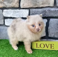 Fluffy (Lavender Merle), a male Pomeranian for sale in Millersburg, OH – 6 of 7