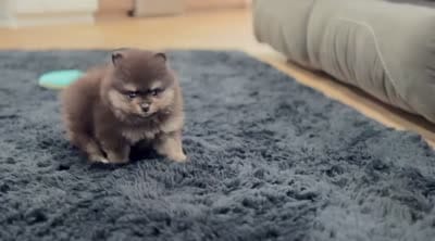 Mickey, a male Pomeranian for sale in Millersburg, OH – 9 of 9