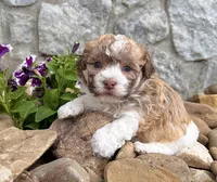 Logan, a male Havanese for sale in Millersburg, OH – 2 of 9