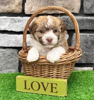 Logan, a male Havanese for sale in Millersburg, OH – 5 of 9