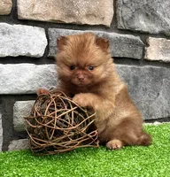 Benny, a male Pomeranian for sale in Millersburg, OH – 3 of 6
