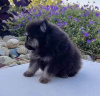 Shadow (Teacup), a male Pomeranian for sale in Millersburg, OH – 7 of 8