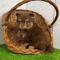 Sparky, a male Pomeranian for sale in Millersburg, OH – Photo 7 of 7