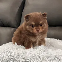 Sparky, a male Pomeranian for sale in Millersburg, OH – Photo 1 of 7