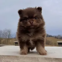 Sparky, a male Pomeranian for sale in Millersburg, OH – Photo 5 of 7