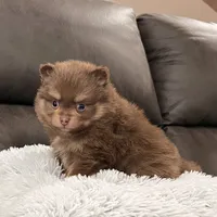 Sparky, a male Pomeranian for sale in Millersburg, OH – Photo 2 of 7