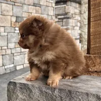 Sparky, a male Pomeranian for sale in Millersburg, OH – Photo 6 of 7